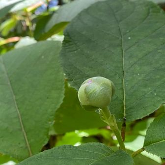 まだ固いタマアジサイの蕾