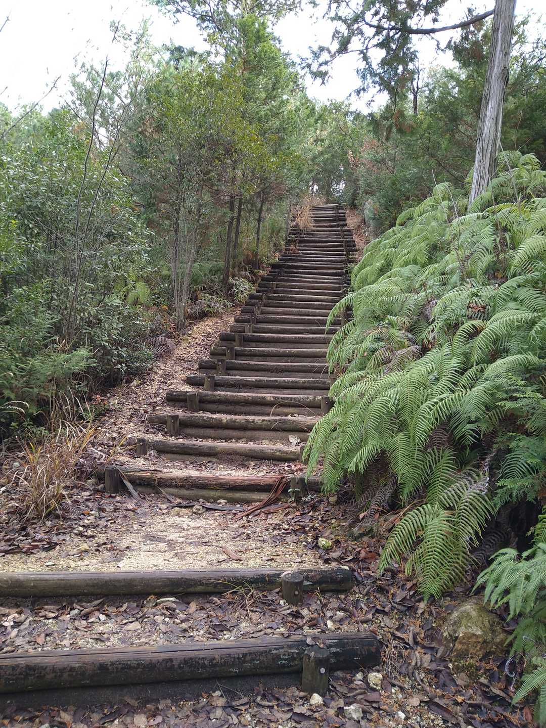 米田白山登山口-米田白山 往復コースの写真