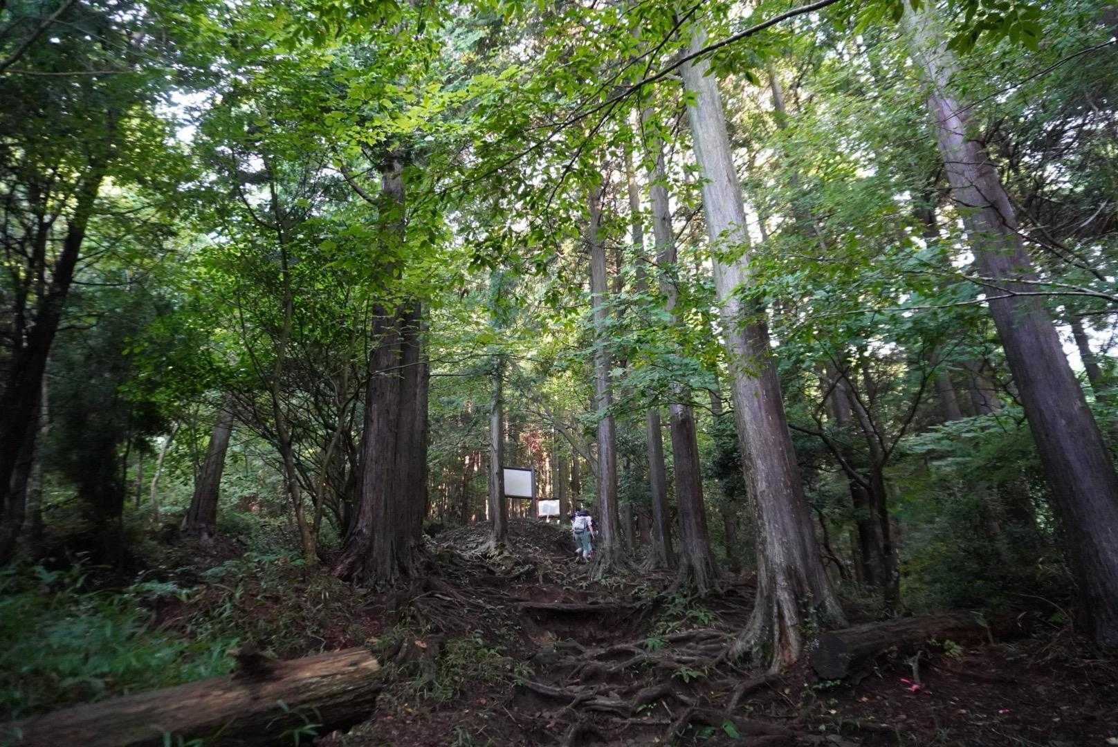 トイレは近くのコンビニで済ませました。
登山口に着く頃は、濃い霧で那岐山は雲の中︎︎☁

Ｃコースで登っていきます‼️
本日は8人のパーティ
トレランさん、健脚さんばかりの中に入れてもらいました😣💦