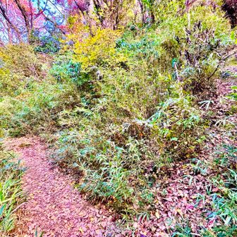 ハイ着きました！
⚫︎右上の細い登りは、百八やぐら群へ、首が全て切り落とされています。

南向きで50m位連なり、屋根の上はハイキングコースです。4mのサザエ岩がドンと‥
