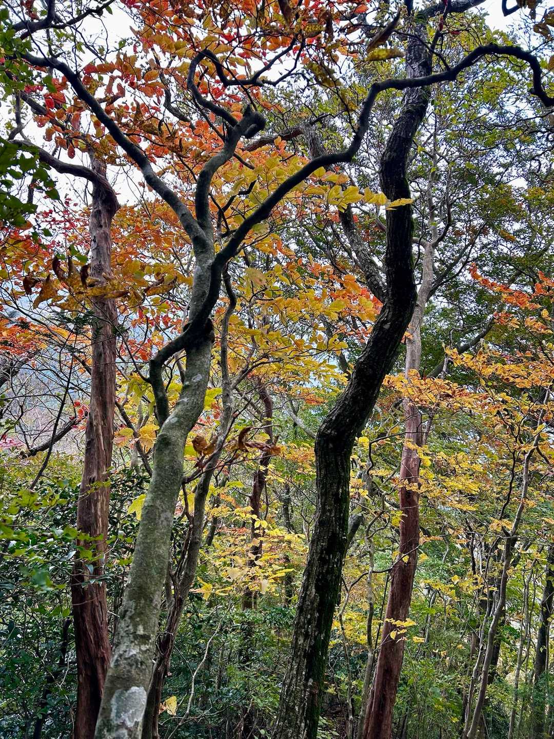 雷山観音前バス停-雷山 往復コースの写真