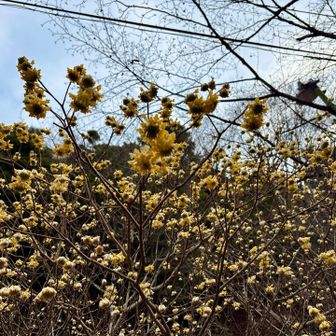 大室山・畦ヶ丸・菰釣山 林道ミツマタ