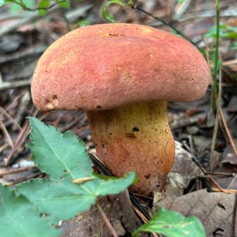 💛🍄‍🟫きのこ祭り🍄🧡