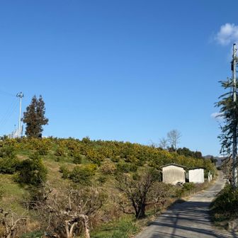 今年は🍊が豊作だそう😆