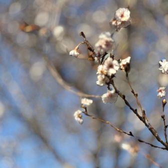 もう梅が開花してました！