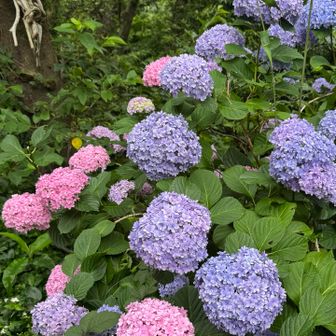 紫陽花が綺麗、だけど、右上の人型っぽい木が気になる・・・