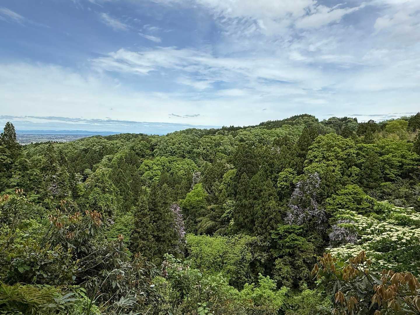 城ヶ平山大岩側登山口-城ヶ平山-城ヶ平山登山口-おおかみこ 周回コースの写真