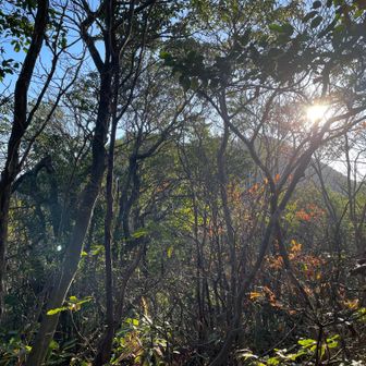 木漏れ日綺麗です。