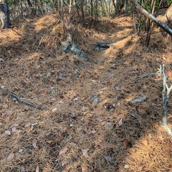 広葉樹の落ち葉だったのに、ここは松の落ち葉