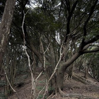 大きな🌲が
たびたびあらわれる