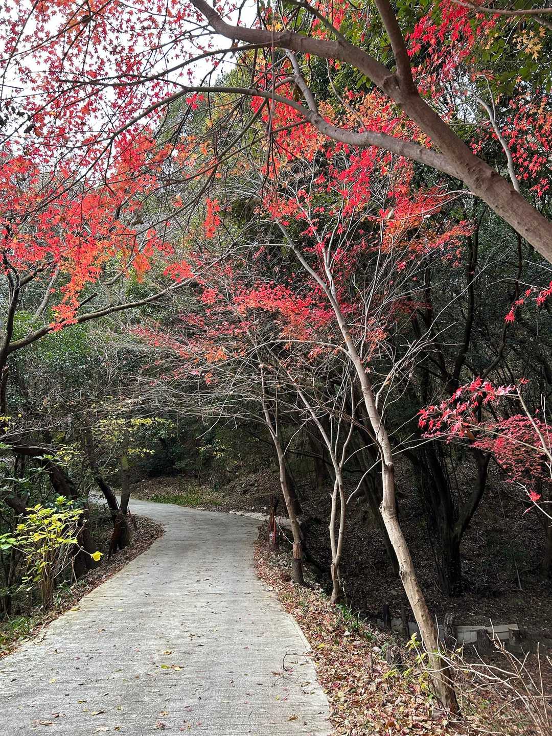 津乃峰山 往復コースの写真