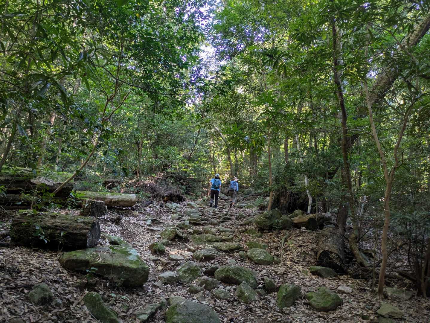 行縢山登山口-雌岳 往復コースの写真