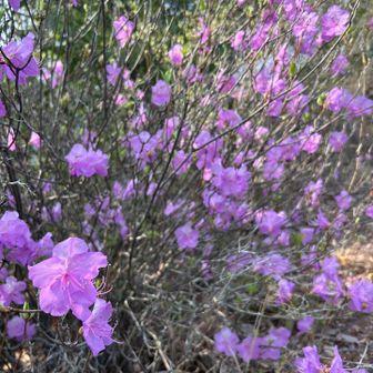 ツツジの中でもいち早く咲く品種です