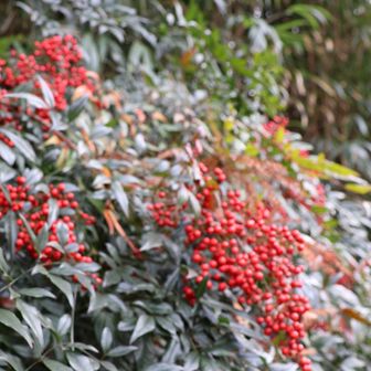 南天の赤い実🔴✨✨