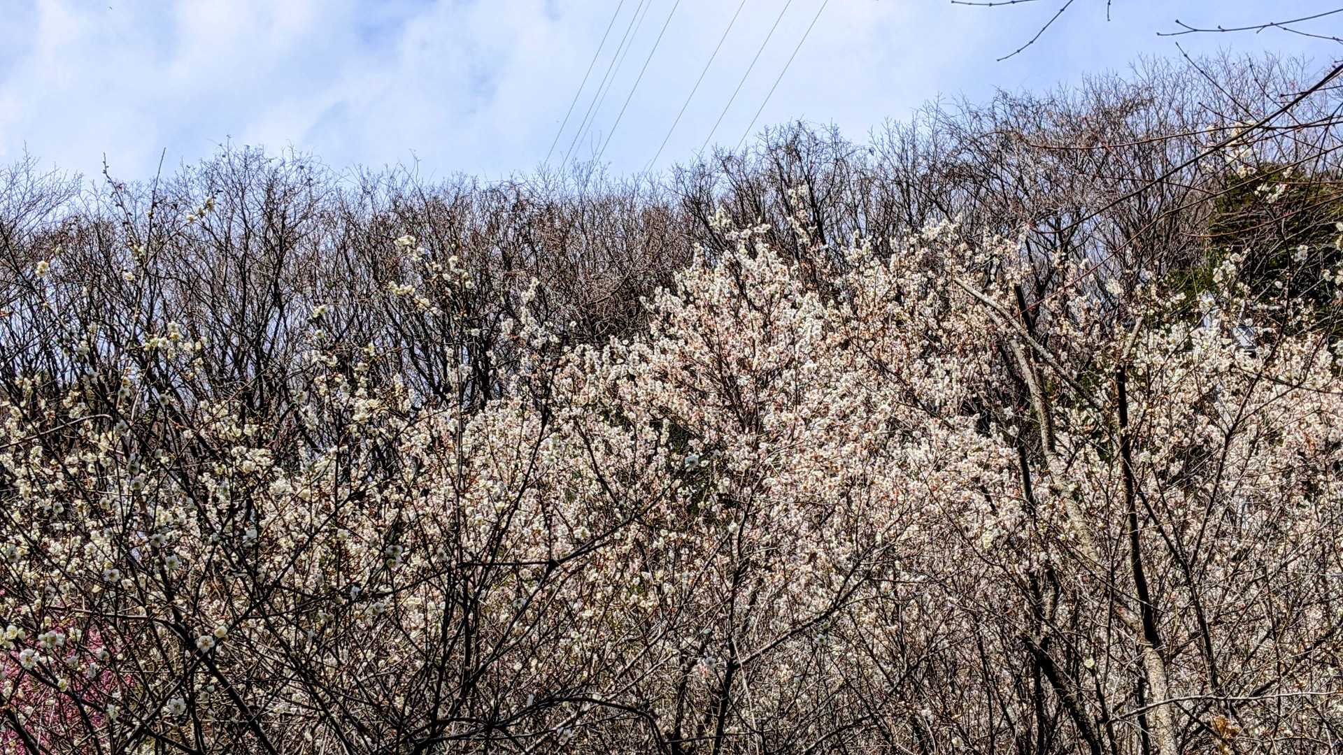 増位山 周回コースの写真
