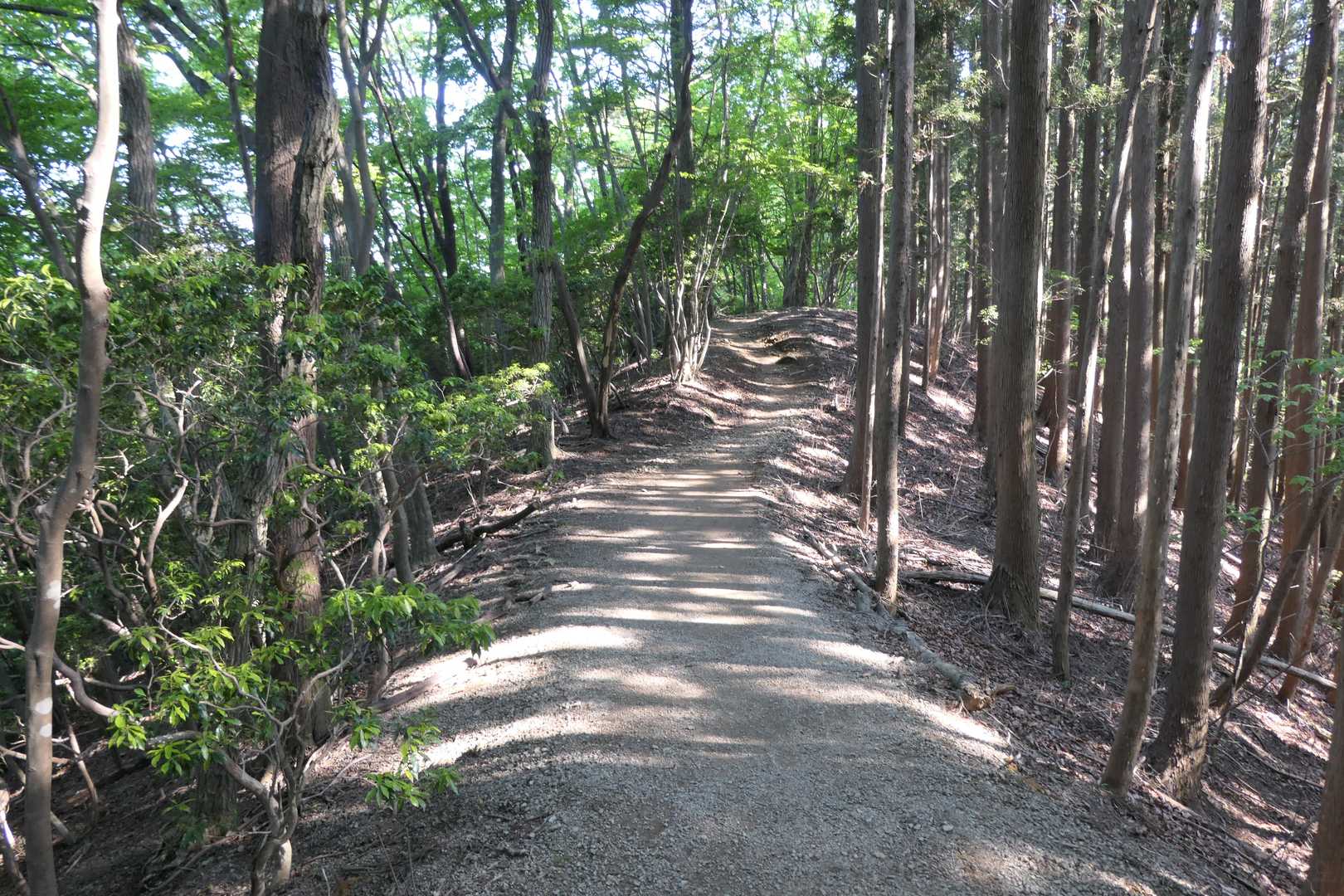 歩きやすい尾根道を歩きます。