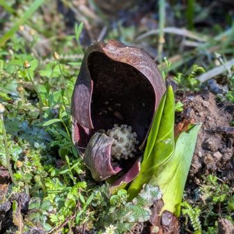ここにも
この後取り付きを探してウロウロ