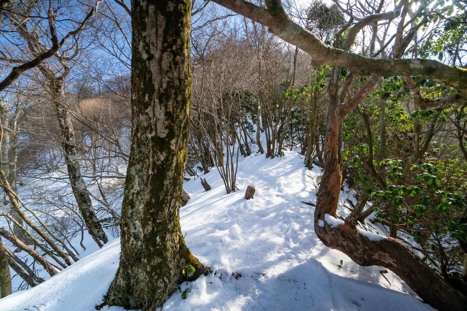 雪の尾根が気持ち良い。