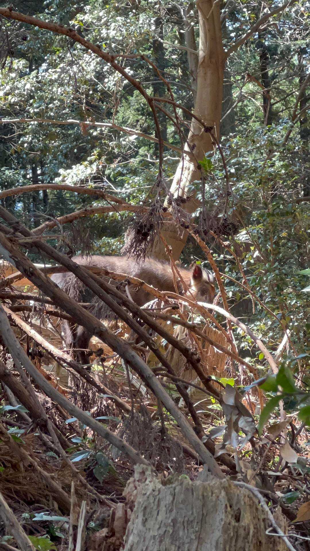 カモシカ発見！山登り初めて初めて遭遇した野生動物。熊よけの鈴も鳴らしてたのに結構近くにいてびっくり。初めこちらの様子を眺めてましたが山奥に消えていきました