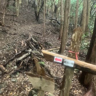 鍛治ケ峰から降りてきました
良い感じの登山道でした