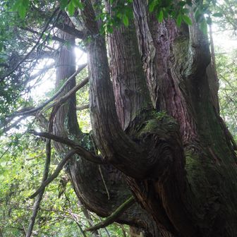 境原ルートとの分岐を左折して千年杉ルートに入って少し歩くと、突然、巨木が姿を現しました。でっ、でかい！今日の目的の千年杉です。
質感というか、重量感というか、有無を言わせず、ただ圧倒的に存在しています。