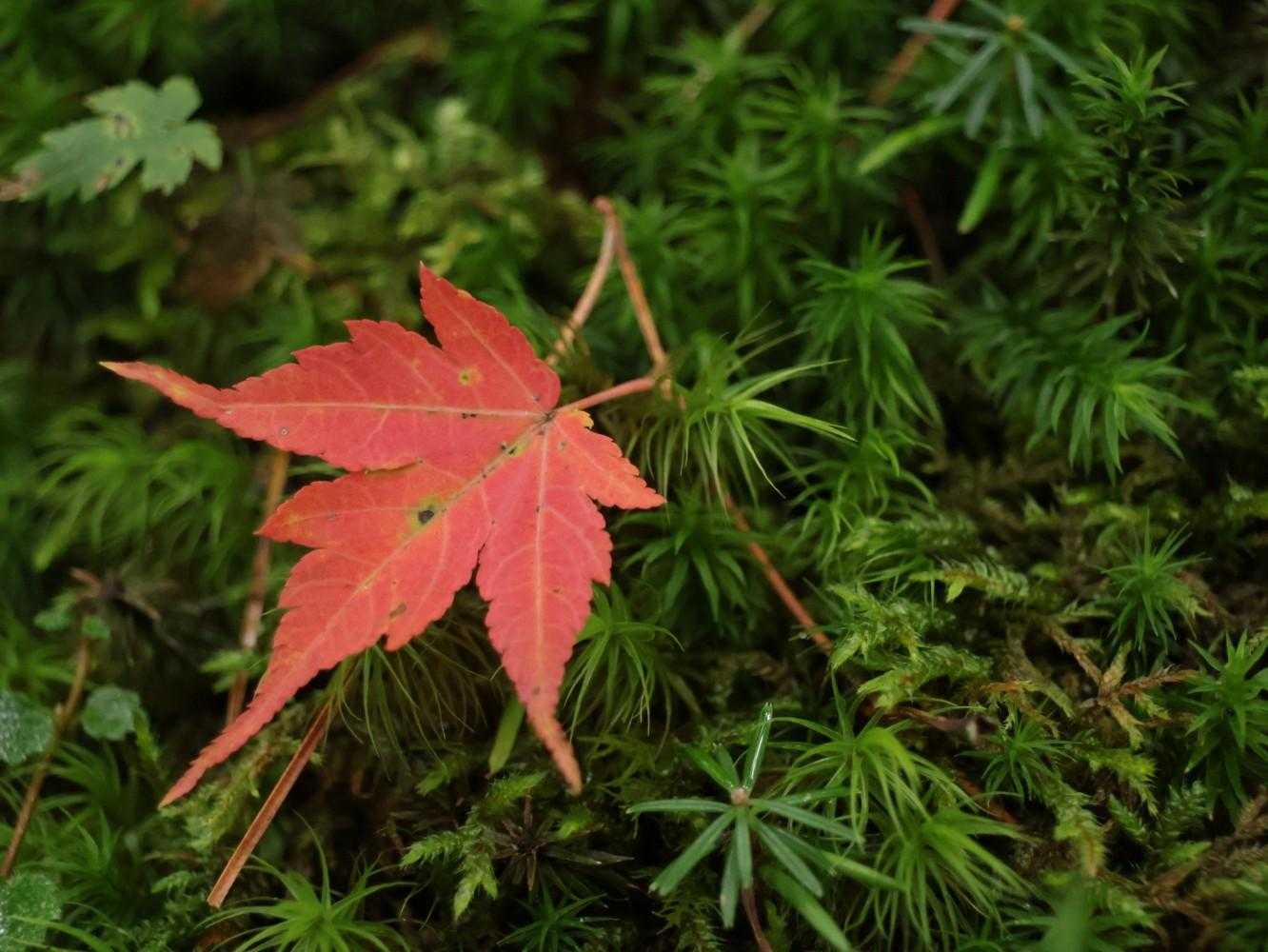 小さい秋見つけた🍁