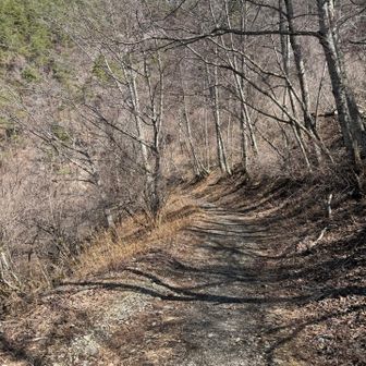 ここから林道
帰路の3/4が林道です