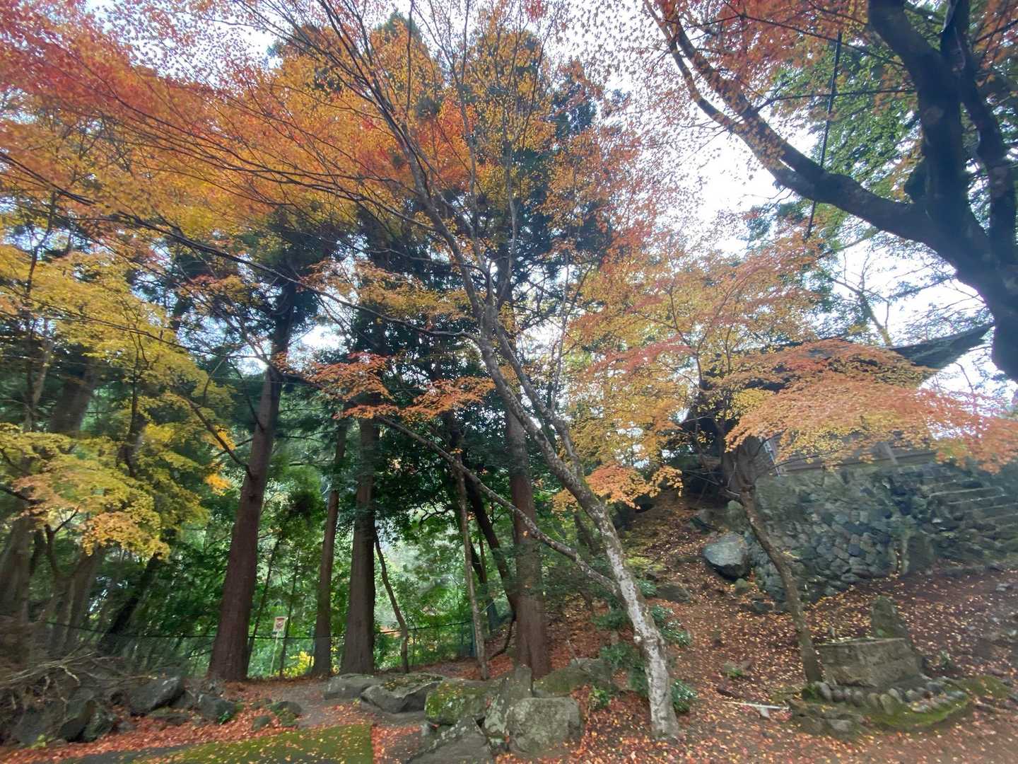 竜頭山 往復コースの写真