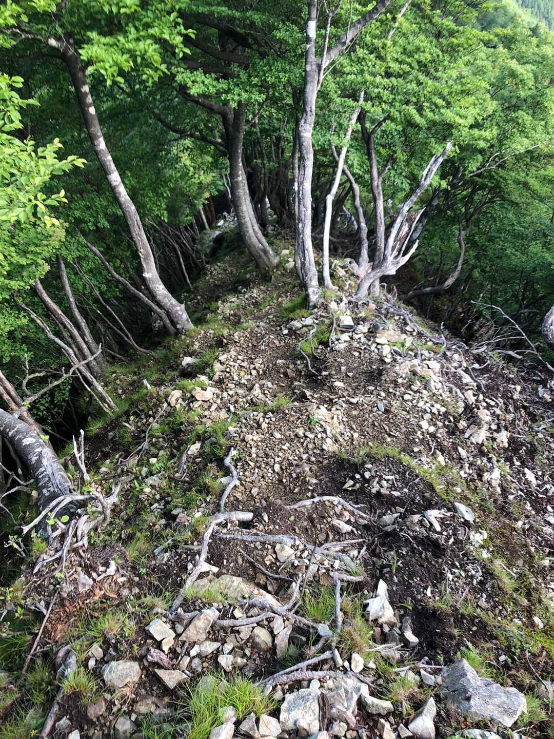 高丸山登山口-三つ尾の峠-高丸山-雲早山 周回コースの写真