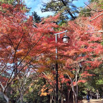 やっと色づいてますね。