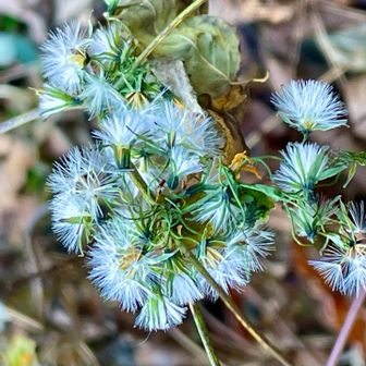 多分、ヤクシソウの花後かもですねぇ⁉️  フォロさんのレポ🔍
