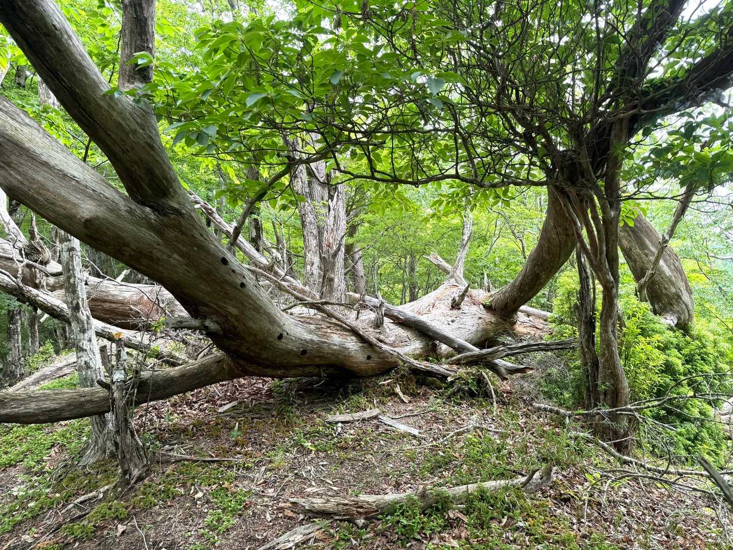 観音峯登山口-観音峯山-法力峠-稲村ヶ岳登山口 縦走コースの写真