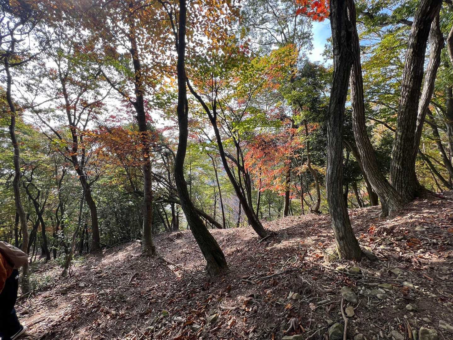 高屋山までは結構、急登だ💦