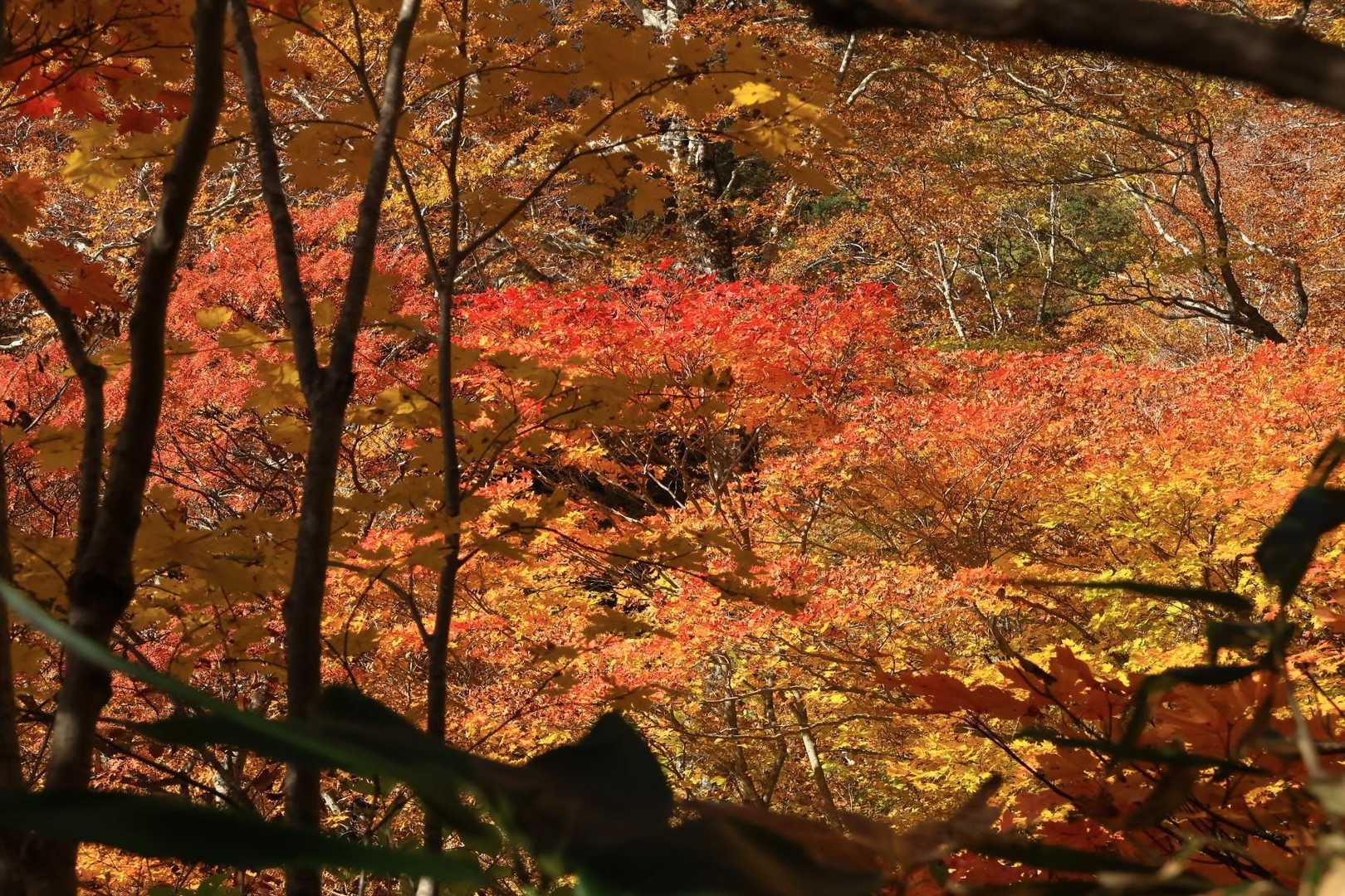 木の額縁効果で