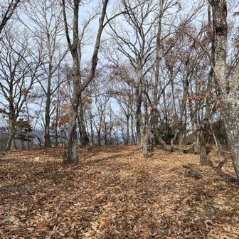 ものすごい落ち葉の量でした。