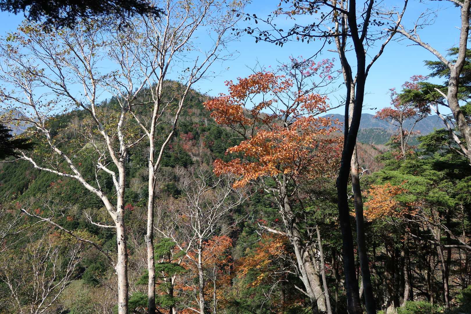 太郎山登山口-山王帽子山-太郎山 往復コースの写真