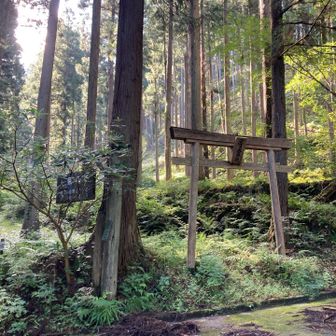 この奥に「七色の木」がある