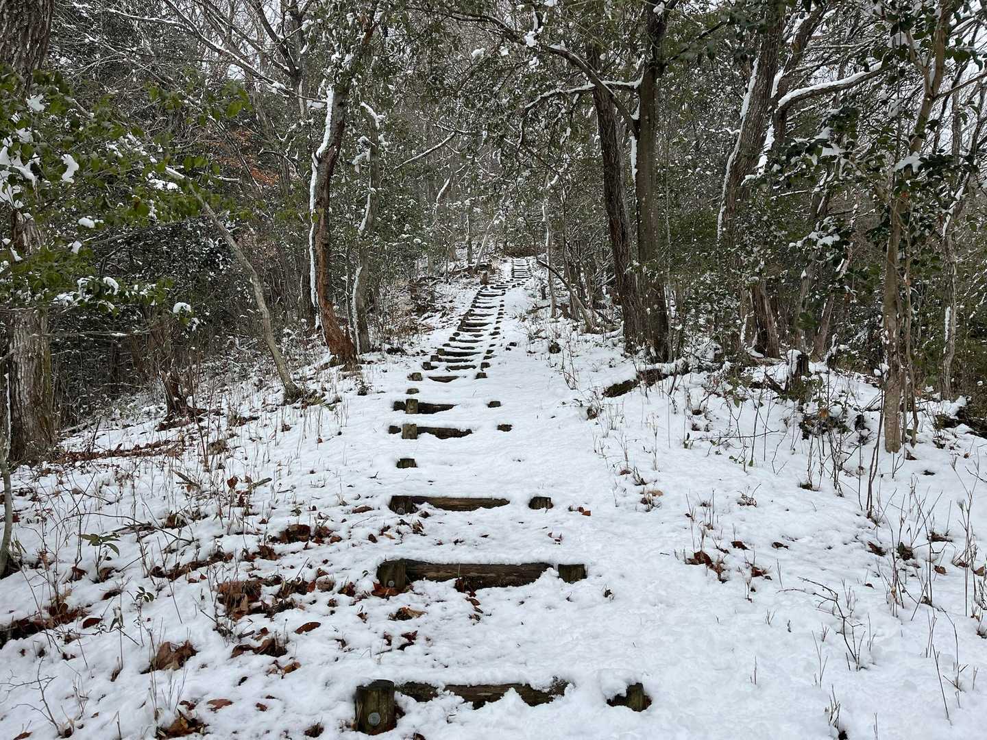 階段
登山道は雪が降っててもとてもよくわかります。