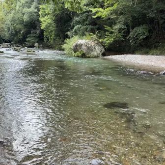 入間川の水はキレイ✨️
