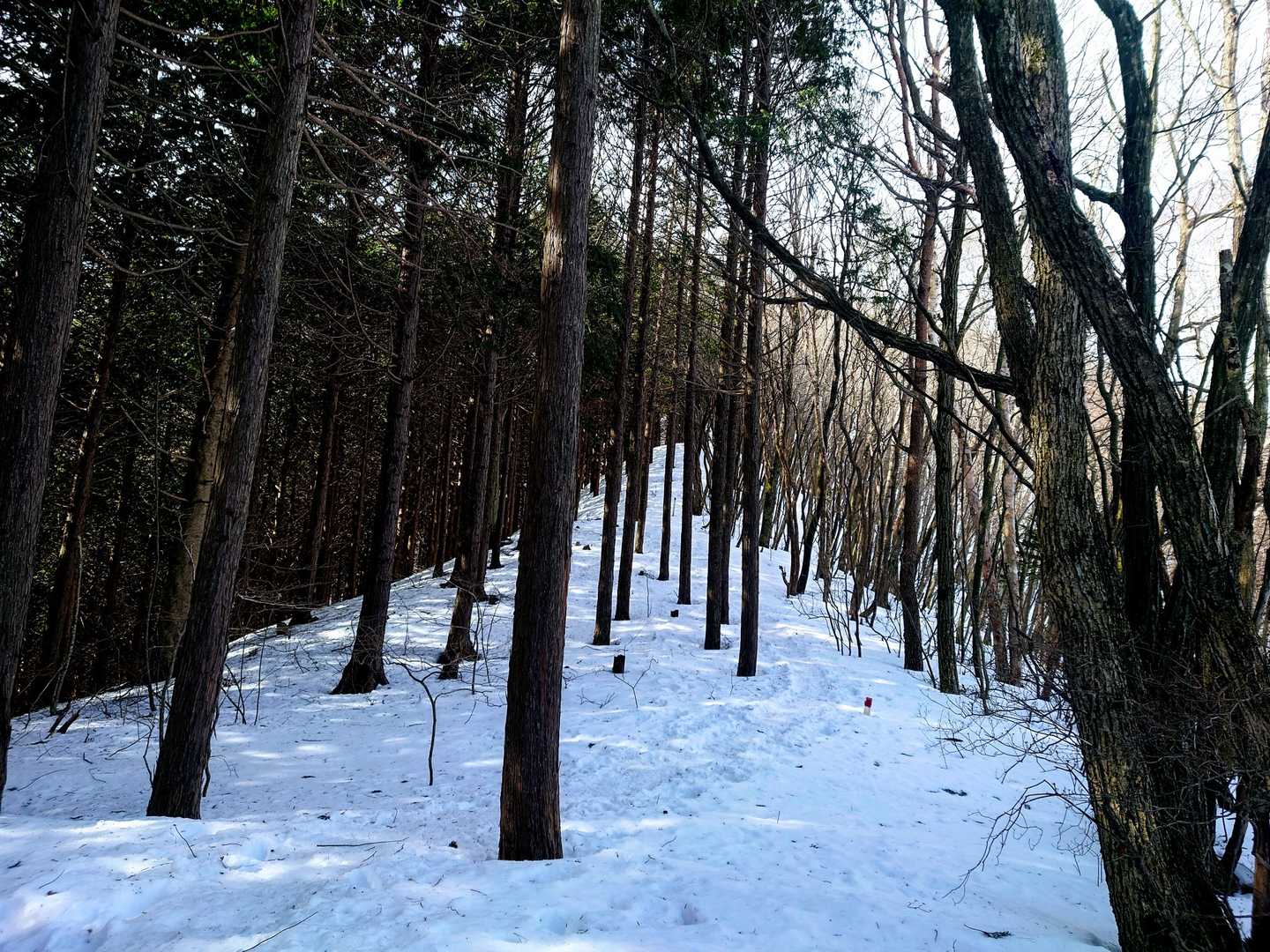今回は右→霧訪山ヘ行こう♫