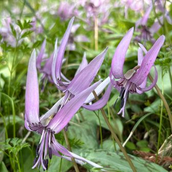 去年は寒すぎて開いてなかったけれど…