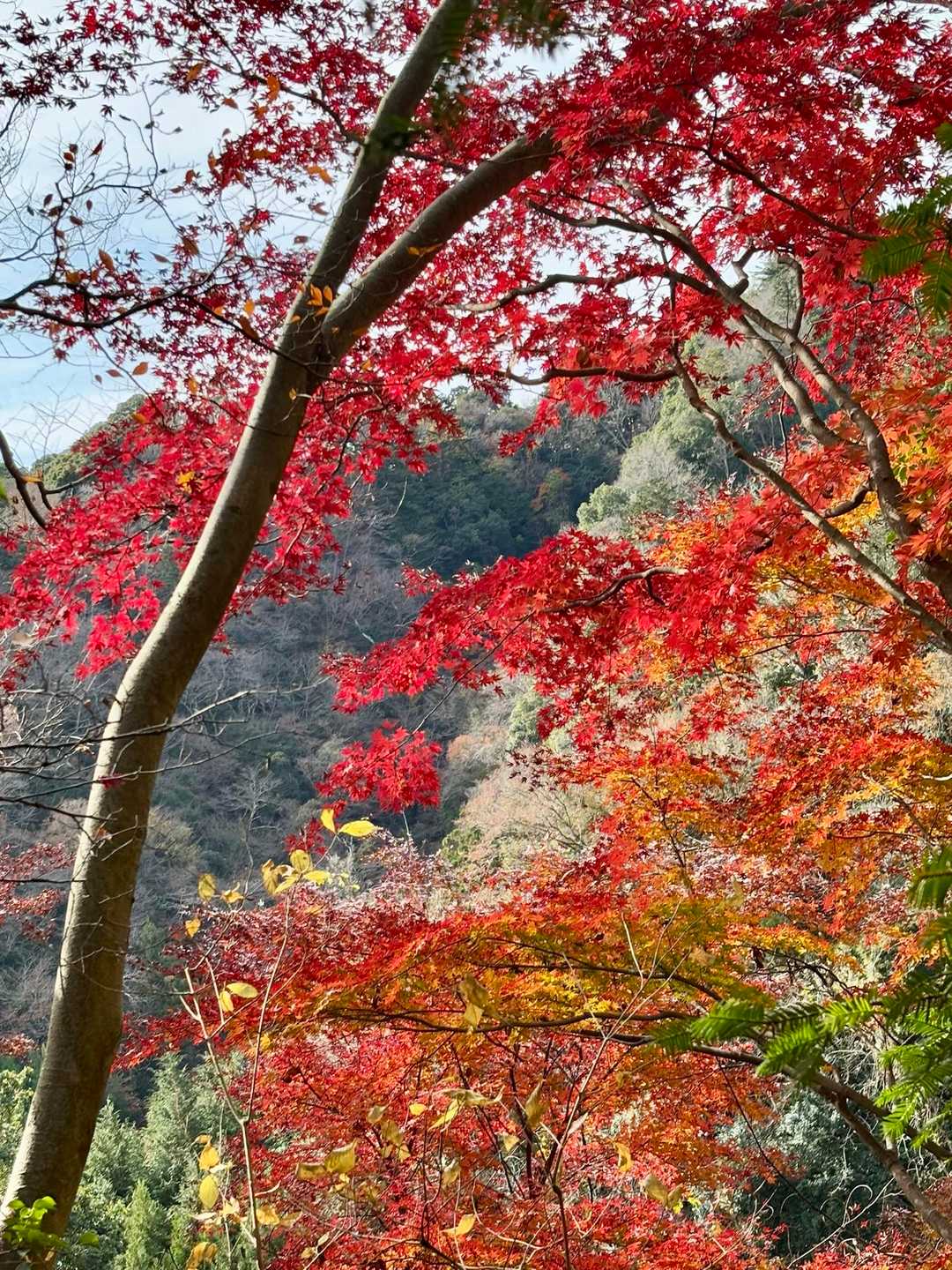 鮮やかな紅葉🍁🍁
ここにベンチがありました