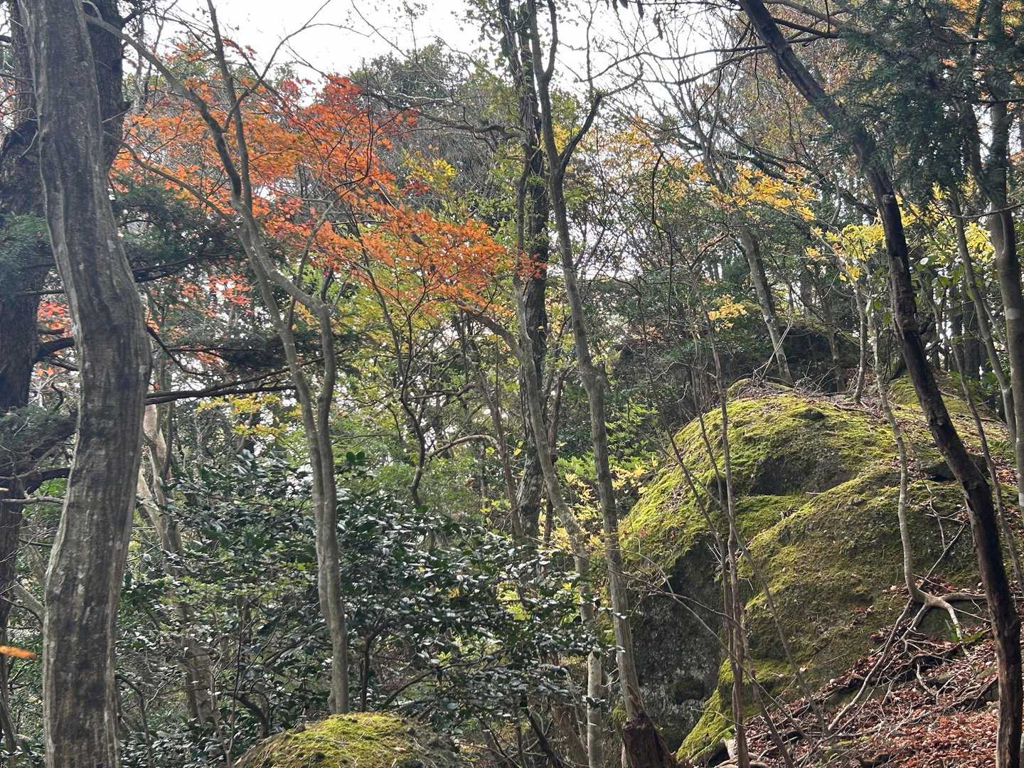登り始めてすぐに苔むし岩と秋🍂