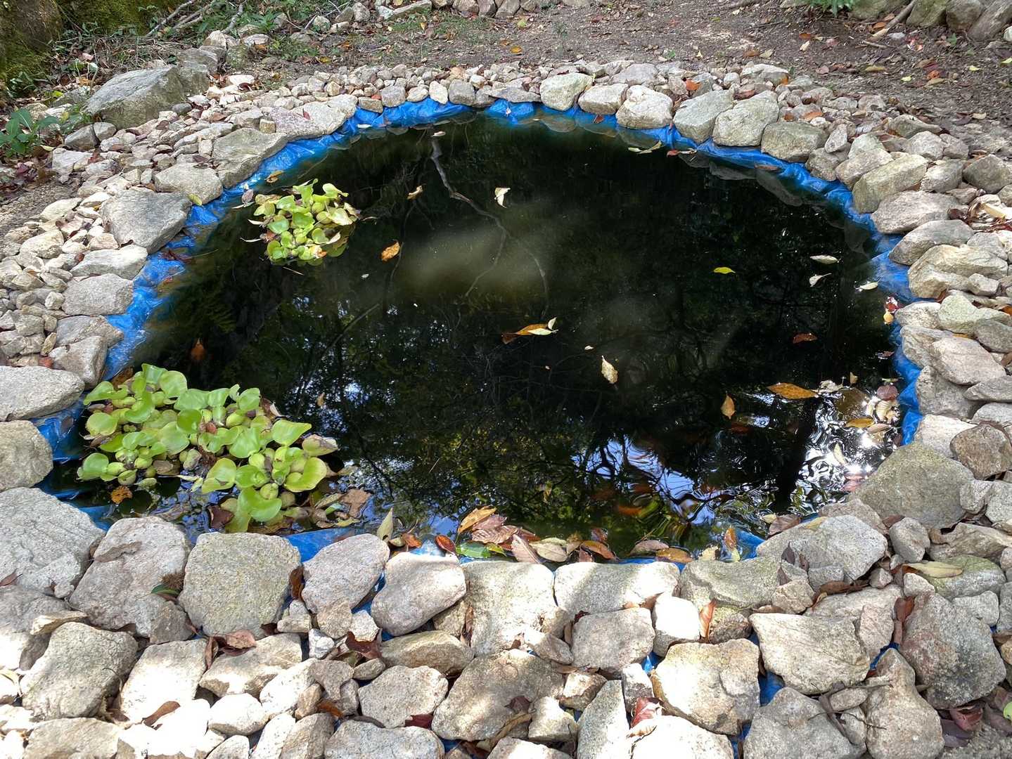 こっちも金魚！
この横に基地らしき小さな手作りテントがあったんやけど、誰かの物と思うとなんとなく無断で写真撮りづらくて撮らんかったけど、よう考えたらここは個人の土地ではないはず🤔撮レバ良かったー！笑