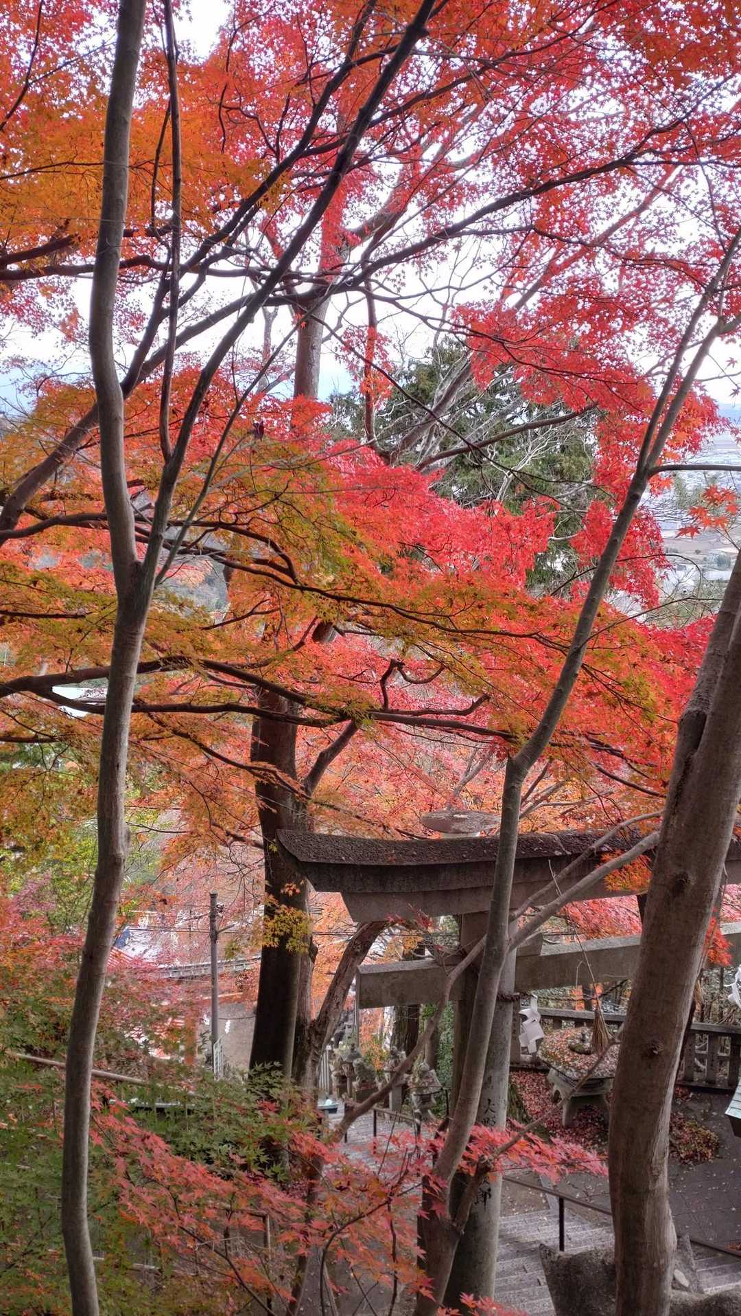 阿賀神社-太郎坊山-みつくり君休憩所-箕作山-瓦屋禅寺 往復コースの写真
