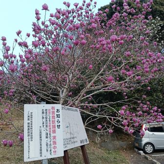 駐車場のモクレンが見事だったので撮影、、、こういうところが貧乏性です。