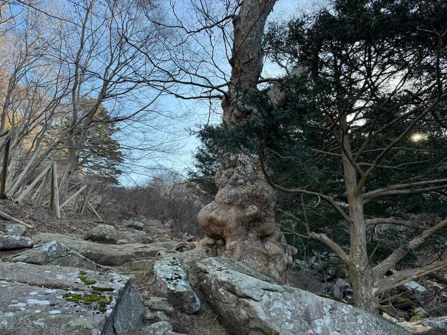 すごいコブ