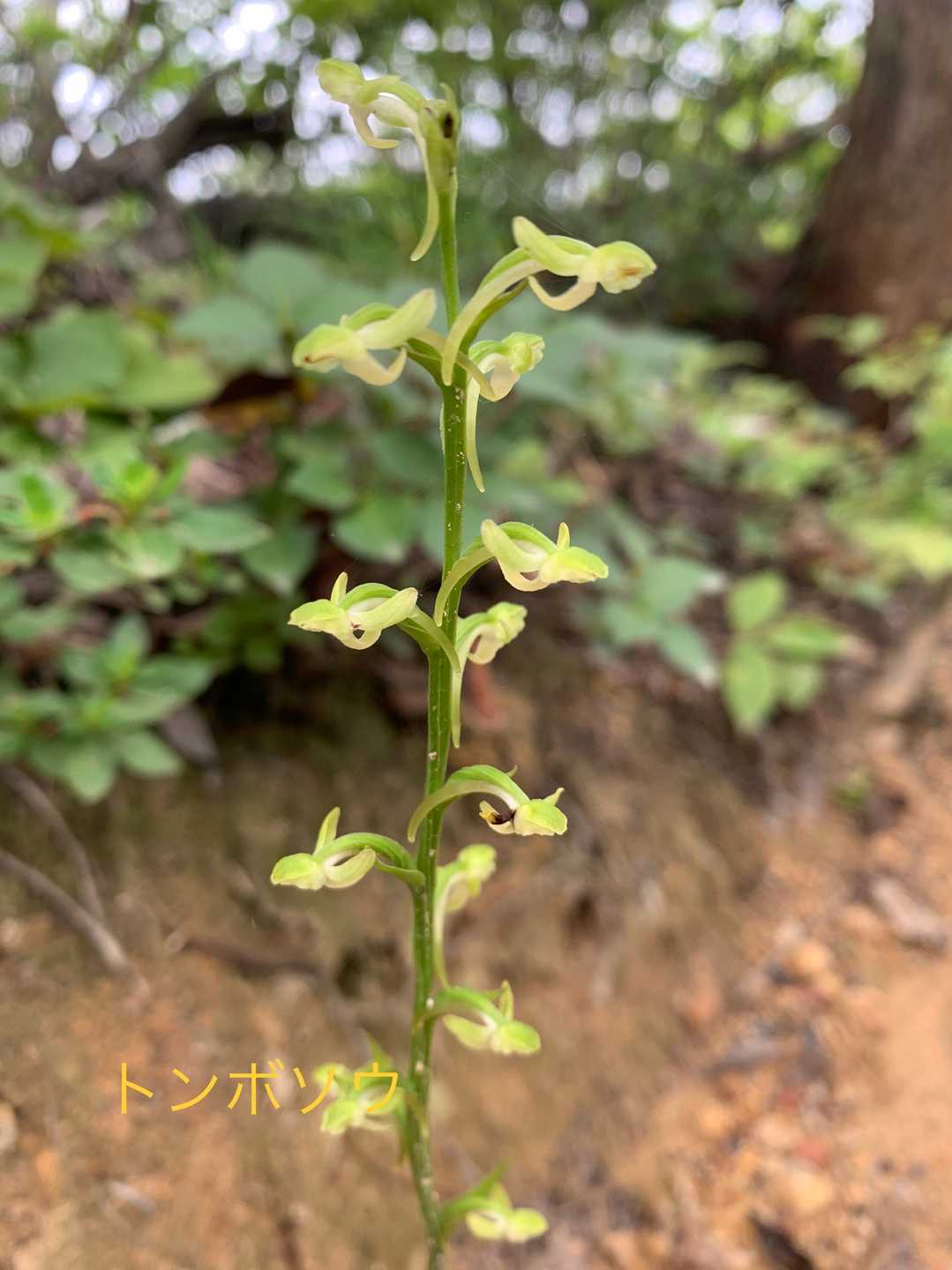 今日出会ったお花🌼
ドラえもんさんに教えて頂いた『トンボソウ』
以上（笑）