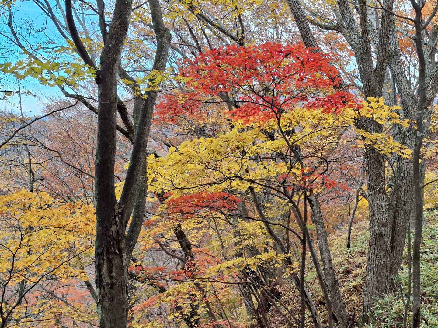 赤岩峠-高間山-王城山神社奥宮-王城山 周回コースの写真