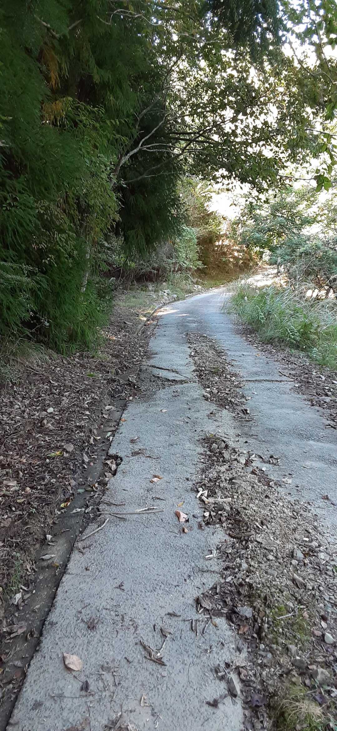 しばらくは舗装路を歩きます🚶‍♂️
